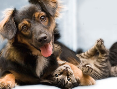 Pet Friendly